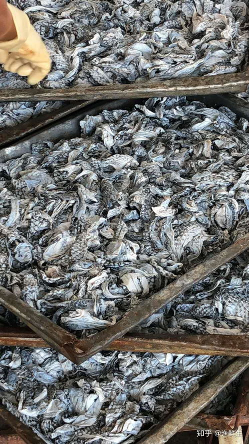 禁食野生動物背景下餐飲業(yè)的結(jié)構性變革與美食加盟新機遇